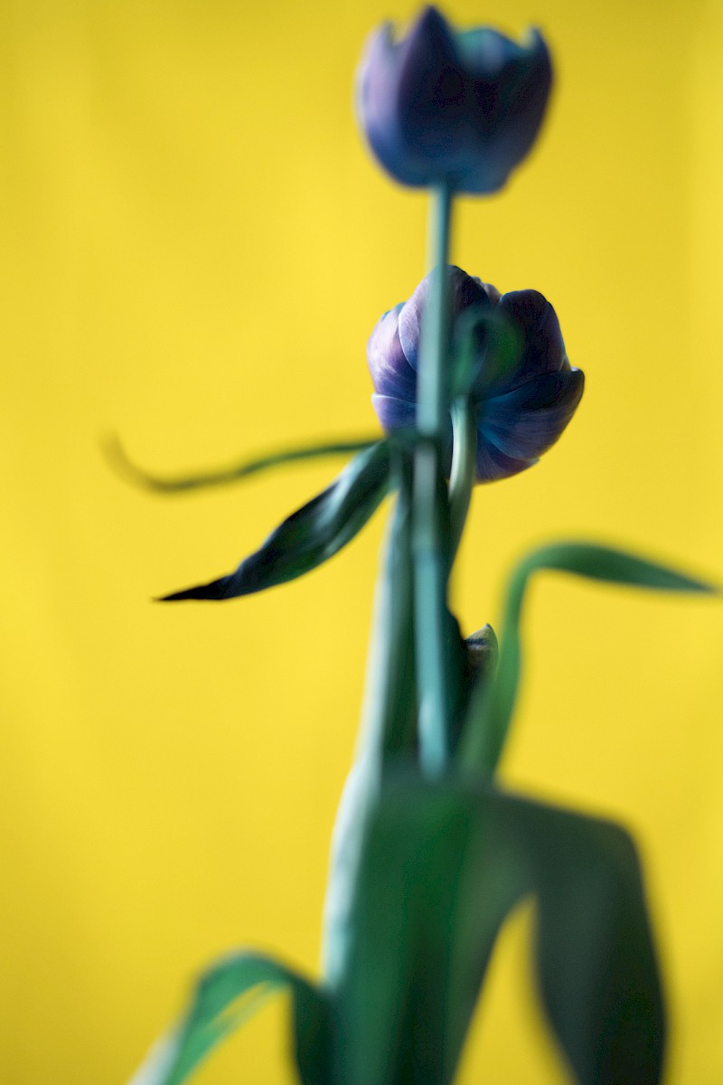 Nature and Circum&shy;stance 2